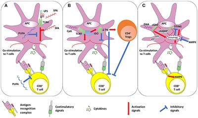 Harnessing the Induction of CD8+ T-Cell Responses Through Metabolic Regulation by Pathogen-Recognition-Receptor Triggering in Antigen Presenting Cells